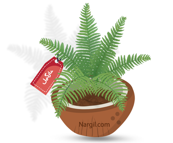 Nargil_Nephrolepis Exaltata